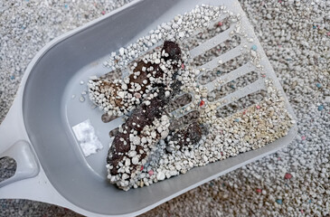 Unrecognizable person cleaning cat's tray