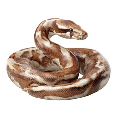 Obraz premium Close-up of a Reticulated Python Coiled on a Clean White Background