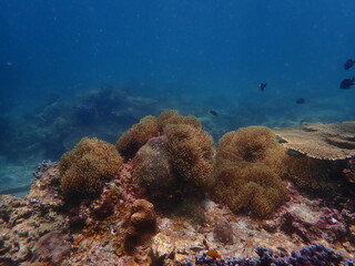 Coral found at coral reef area in Lang Tengah Island, Malaysia