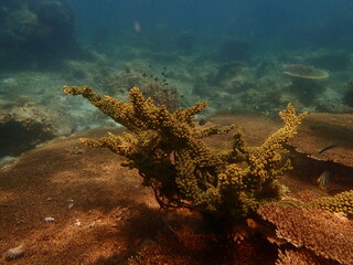 Coral found at coral reef area in Lang Tengah Island, Malaysia