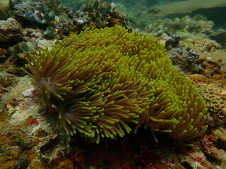 Coral found at coral reef area in Lang Tengah Island, Malaysia