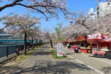 Osaka, Japan - April 9th, 2025 - Temmabashi Park Sakura Festival