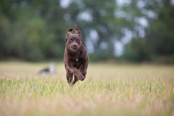 Labrador Retriever Running Through the Forest