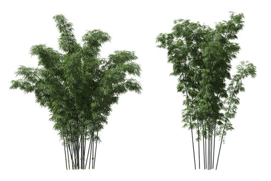 Cut out bamboo collection on transparent backgrounds. high quality 3d rendering. png format