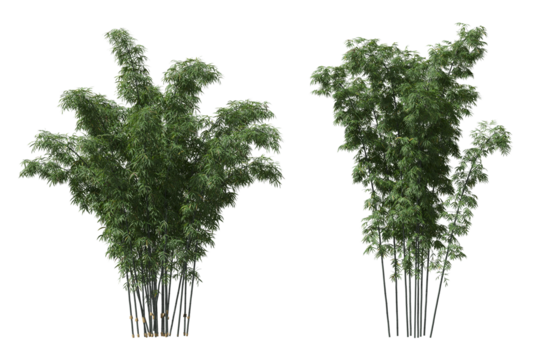 Cut out bamboo collection on transparent backgrounds. high quality 3d rendering. png format