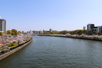 Obraz premium View of O river during cherry blooming season (Osaka, Japan)