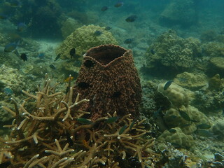 Coral found at coral reef area in Lang Tengah Island, Malaysia
