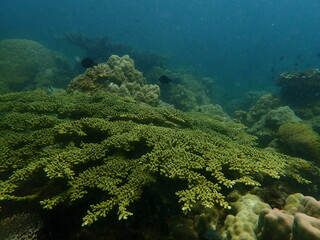Coral found at coral reef area in Lang Tengah Island, Malaysia