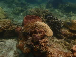 Coral found at coral reef area in Lang Tengah Island, Malaysia