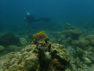 Fototapeta premium Coral found at coral reef area in Lang Tengah Island, Malaysia