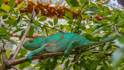 A bright green chameleon Calumma globifer lurked on a tree among the leaves. He holds onto a branch...
