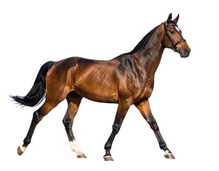 Fototapeta premium Beautiful horse walking gracefully outdoors.