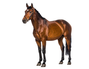 Obraz premium A stunning brown horse standing elegantly proud.