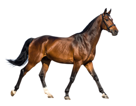 Beautiful horse walking gracefully outdoors.