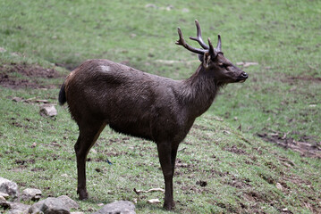 deer in the woods