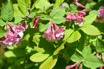 Fototapeta premium Pink blossoms of Weigela florida in close detail, showing soft petals and natural patterns of this spring-flowering shrub, ideal for floral compositions.