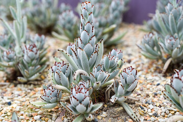 Closeup of Kalanchoe tomentosa succulent, also known as panda plant, growing in sandy soil. Soft...
