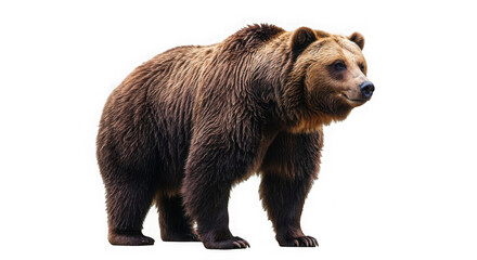 Fototapeta premium Brown bear standing against a transparent background in a studio environment