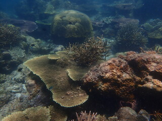 Coral found at coral reef area in Lang Tengah Island, Malaysia