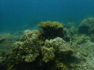 Coral found at coral reef area in Lang Tengah Island, Malaysia