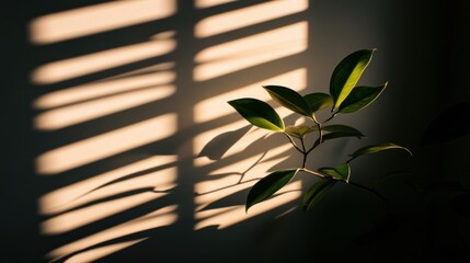 A plant branch with leaves illuminated by sunlight and shadows