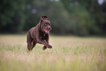 Happy Labrador Exploring Nature