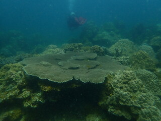 Coral found at coral reef area in Lang Tengah Island, Malaysia