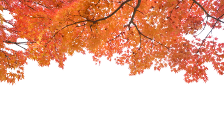 前景のイロハモミジ　12月撮影