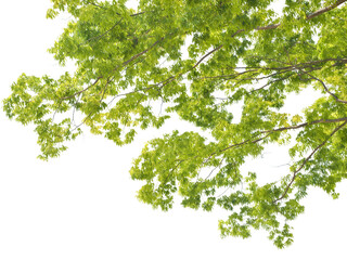 Obraz premium 前景のケヤキ