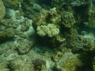 Coral found at coral reef area in Lang Tengah Island, Malaysia