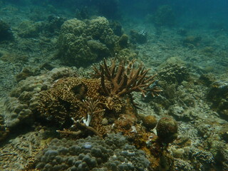 Coral found at coral reef area in Lang Tengah Island, Malaysia