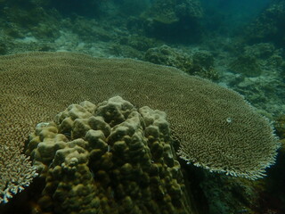 Coral found at coral reef area in Lang Tengah Island, Malaysia