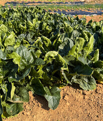Naklejka premium Spinach, green vegetables, growing in the garden