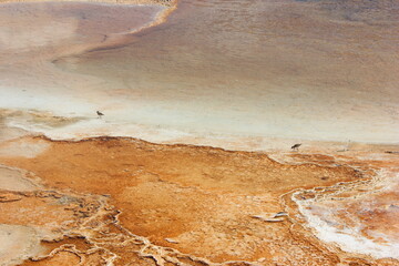 Colorful mineral deposits and birds near geothermal features in Yellowstone National Park during daylight
