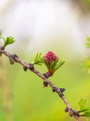 Larch tree fresh pink cones blossom at spring on nature background