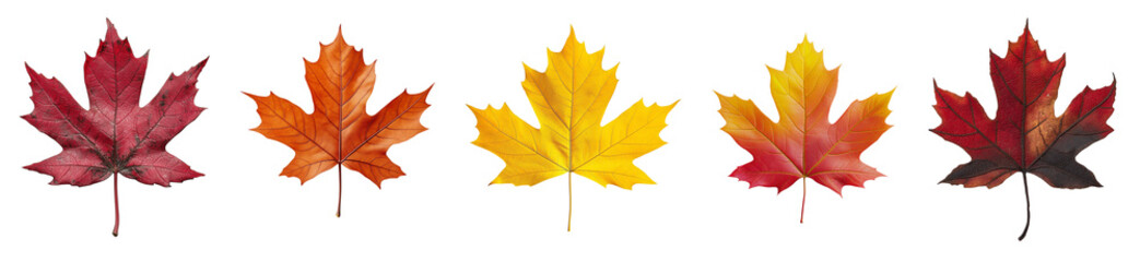 Collection set of Maple leaf isolated on white and transparent background, cut out png