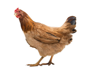 brown hen isolated on transparent background