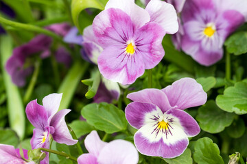 Fototapeta premium The flowers are tricolor violets with purple petals and yellow centers. Violet tricolor (Viola tricolor)