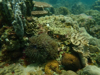 Coral found at coral reef area in Lang Tengah Island, Malaysia