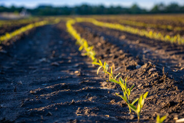 Small Green Crops Growing in Curved Lines on Farm Field