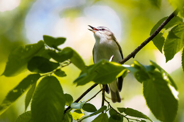 Red-Eyed Vireo Singing on a Tree