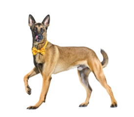 elegant belgian malinois dog with bow tie on transparent background.