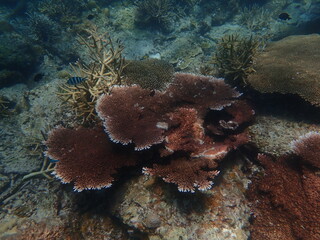 Coral found at coral reef area in Lang Tengah Island, Malaysia