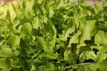 Fresh green lettuce leaves on a plantation in a greenhouse, close-up. 