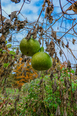 Hanging Green Gourds in a Garden.Butternut squash green harvest