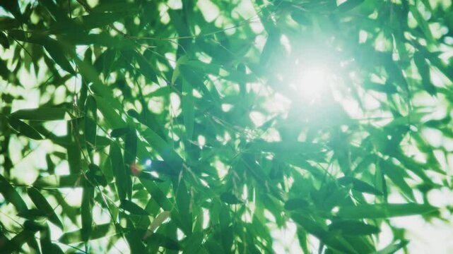 夏・初夏　風に揺れる太陽の光を浴びて木漏れ日を透かしキラキラ輝く竹林の竹笹の葉のスローモーション　美しい日本の庭園・自然の季節の背景　アウトドア・七夕・旅行・観光の風景