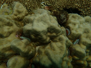 Coral found at coral reef area in Lang Tengah Island, Malaysia