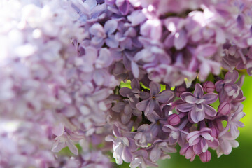 Blooming lilac flowers with sunlight, against blue sky. 