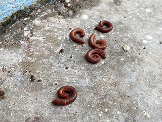 dead millipede on concrete background