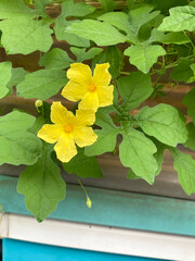 yellow bitter gourd flower in the garden